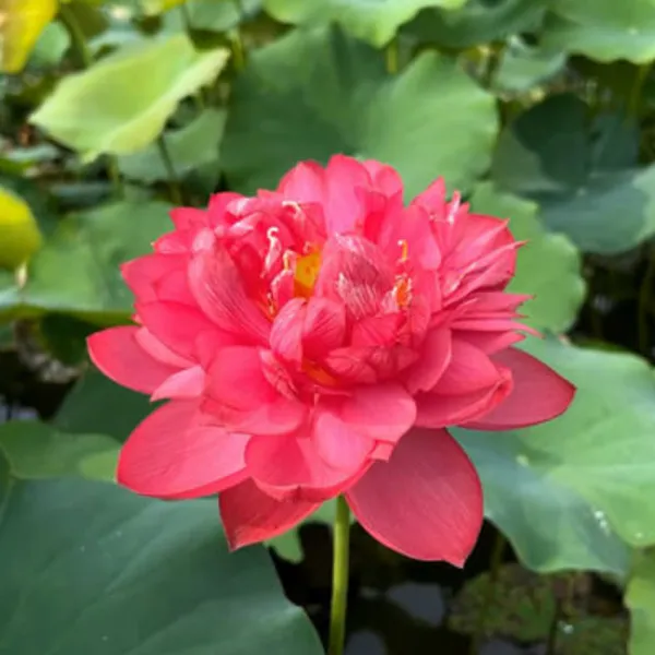 Green_Paradise_Pink_Lotus_Tuber_For_Pond_Water_Gardens_Healthy_Ready_To_Grow_Aquatic_Flower_Plant_Bulb_Pack_Of_3_Default_Title