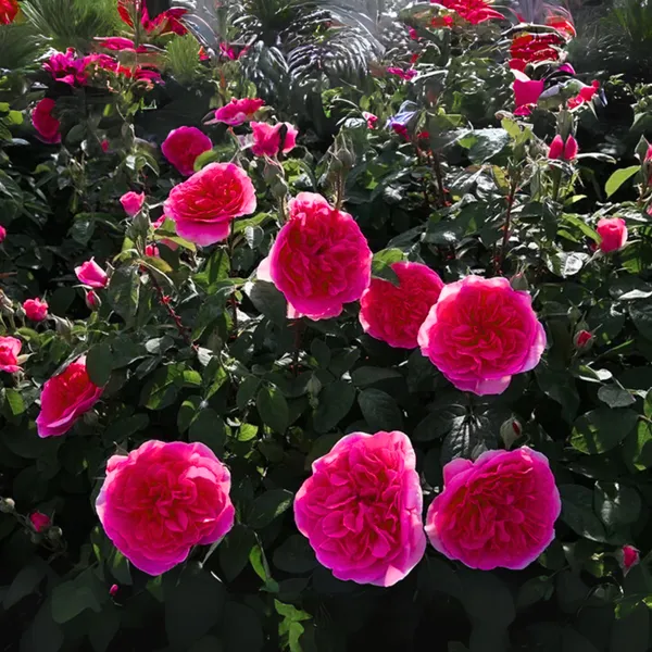 Green_Paradise_Gertrude_Jekyll_Rose_Plant_Fragrant_English_Rose_Live_Plant_Default_Title