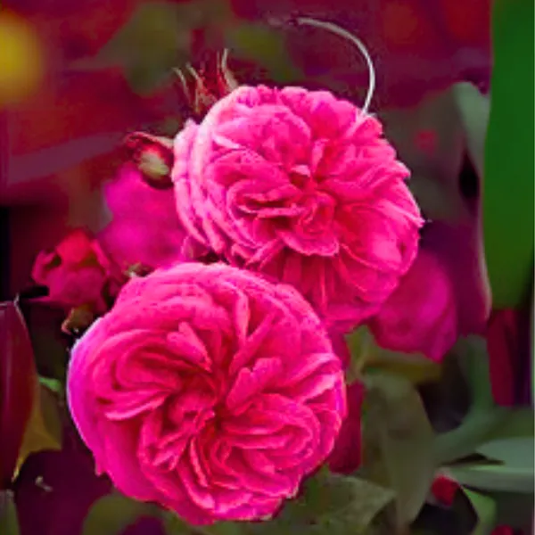 Green_Paradise_Gertrude_Jekyll_Rose_Plant_Fragrant_English_Rose_Live_Plant_Default_Title