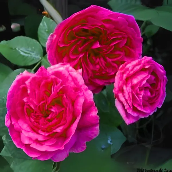 Green_Paradise_Gertrude_Jekyll_Rose_Plant_Fragrant_English_Rose_Live_Plant_Default_Title