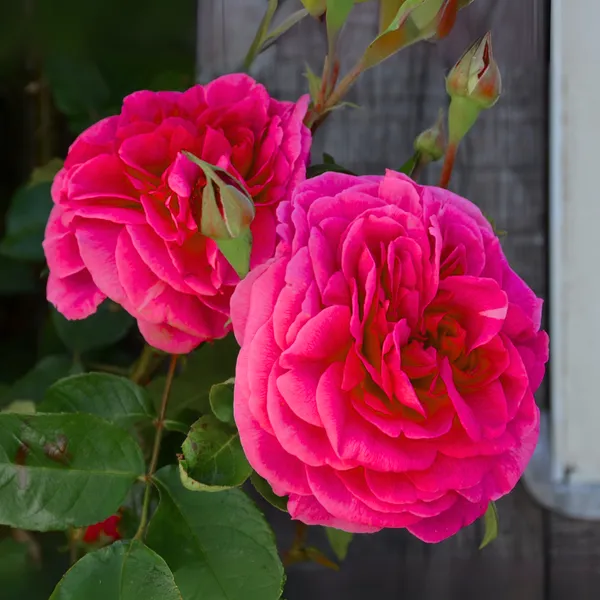 Green_Paradise_Gertrude_Jekyll_Rose_Plant_Fragrant_English_Rose_Live_Plant_Default_Title