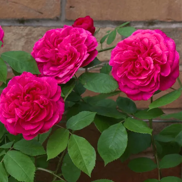 Green_Paradise_Gertrude_Jekyll_Rose_Plant_Fragrant_English_Rose_Live_Plant_Default_Title