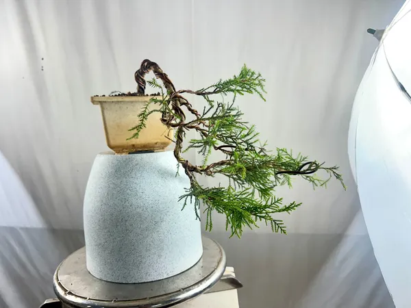 Chinensis_Juniper_Cascade_Bonsai_Default_Title