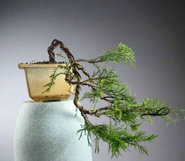 Chinensis_Juniper_Cascade_Bonsai_Default_Title