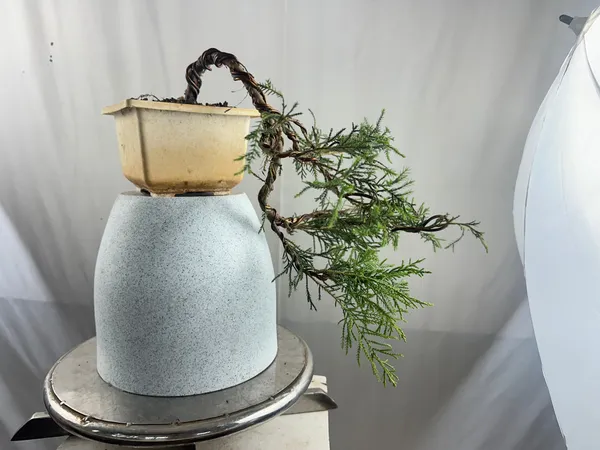 Chinensis_Juniper_Cascade_Bonsai_Default_Title