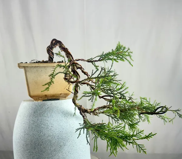 Chinensis_Juniper_Cascade_Bonsai_Default_Title
