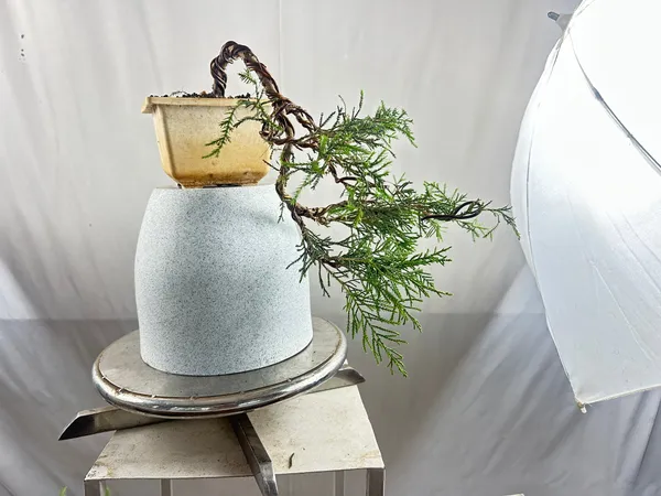 Chinensis_Juniper_Cascade_Bonsai_Default_Title