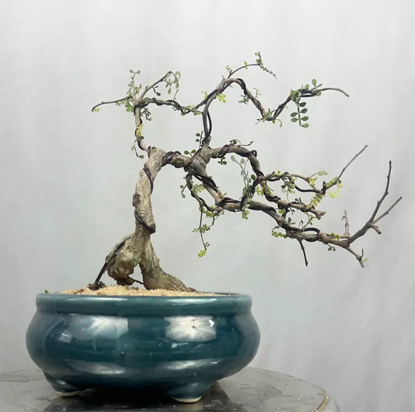 Green_Paradise_Operculicarya_Decaryi_Bonsai_Tree_Mature_Tree_Default_Title