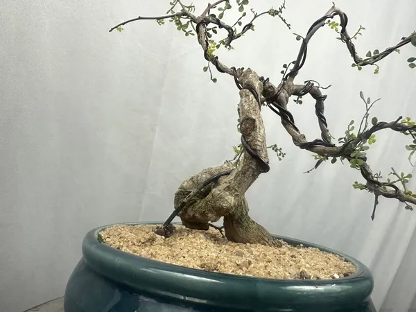 Green_Paradise_Operculicarya_Decaryi_Bonsai_Tree_Mature_Tree_Default_Title