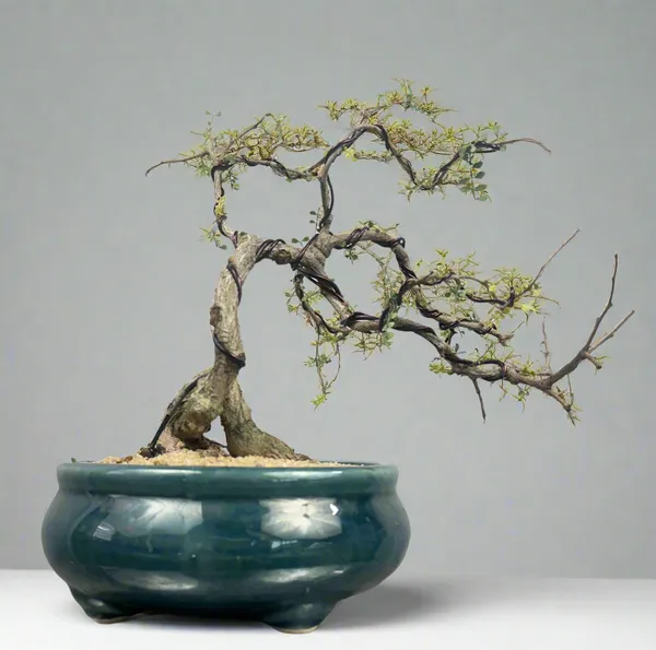 Green_Paradise_Operculicarya_Decaryi_Bonsai_Tree_Mature_Tree_Default_Title