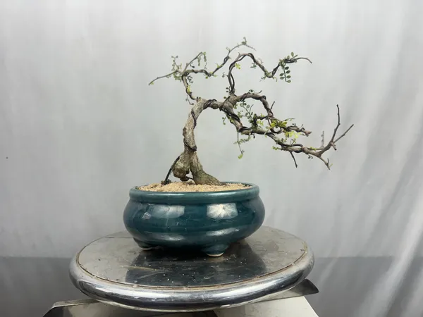 Green_Paradise_Operculicarya_Decaryi_Bonsai_Tree_Mature_Tree_Default_Title