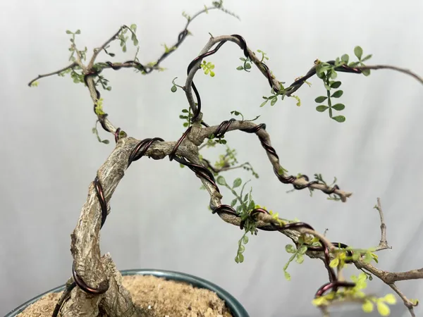 Green_Paradise_Operculicarya_Decaryi_Bonsai_Tree_Mature_Tree_Default_Title