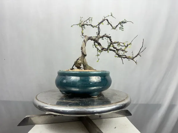 Green_Paradise_Operculicarya_Decaryi_Bonsai_Tree_Mature_Tree_Default_Title