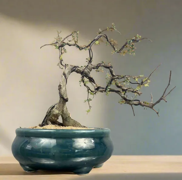 Green_Paradise_Operculicarya_Decaryi_Bonsai_Tree_Mature_Tree_Default_Title