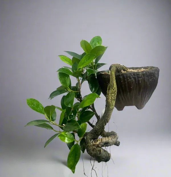 Green_Paradise_Panda_Ficus_Bonsai_Cascade_Style_Tree_Default_Title