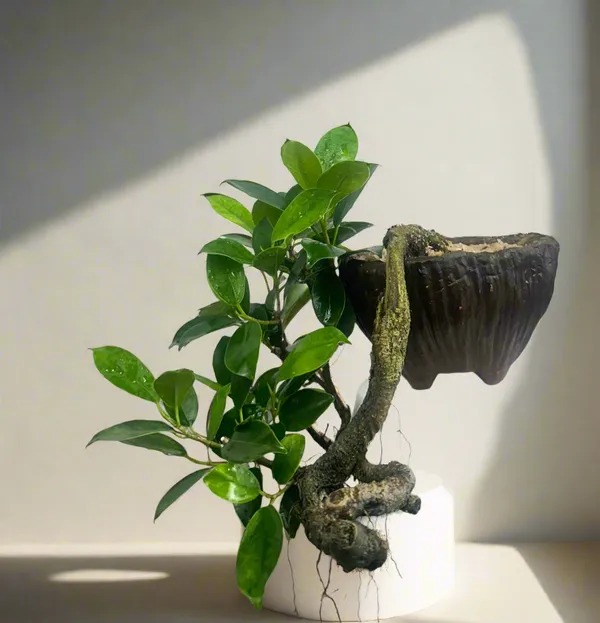Green_Paradise_Panda_Ficus_Bonsai_Cascade_Style_Tree_Default_Title