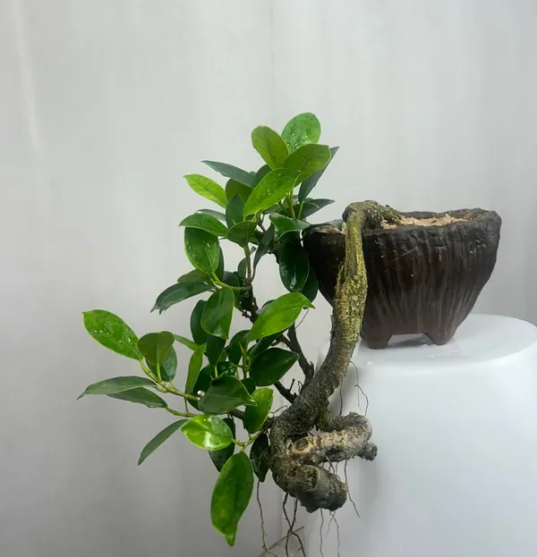 Green_Paradise_Panda_Ficus_Bonsai_Cascade_Style_Tree_Default_Title