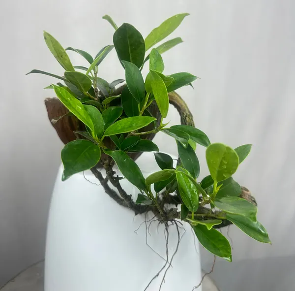 Green_Paradise_Panda_Ficus_Bonsai_Cascade_Style_Tree_Default_Title