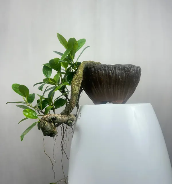 Green_Paradise_Panda_Ficus_Bonsai_Cascade_Style_Tree_Default_Title