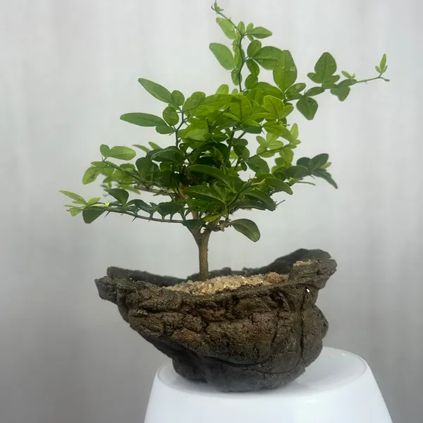 Green_Paradise_Cherry_Lime_Bonsai_Material_Tree_Default_Title