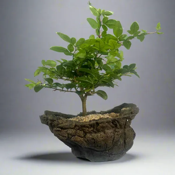 Green_Paradise_Cherry_Lime_Bonsai_Material_Tree_Default_Title