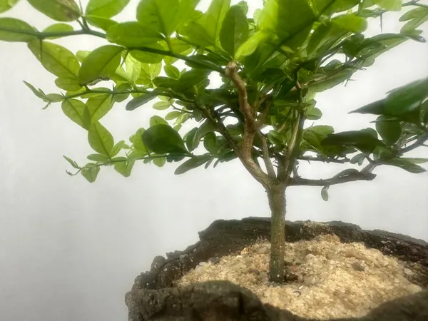 Green_Paradise_Cherry_Lime_Bonsai_Material_Tree_Default_Title