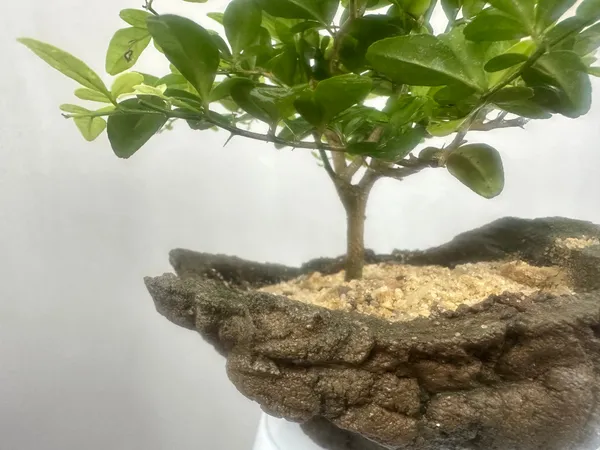 Green_Paradise_Cherry_Lime_Bonsai_Material_Tree_Default_Title