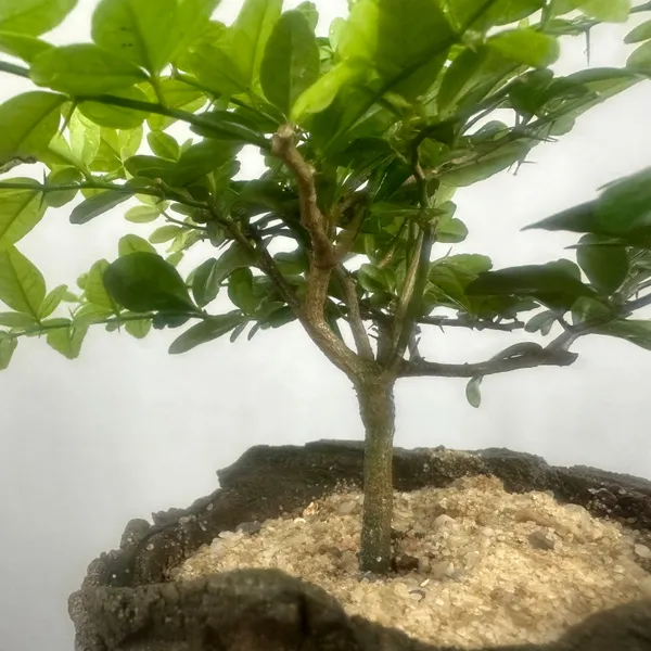 Green_Paradise_Cherry_Lime_Bonsai_Material_Tree_Default_Title
