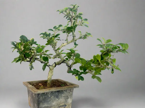 Green_Paradise_Carmona_Bonsai_Tree_Default_Title