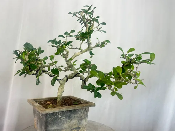 Green_Paradise_Carmona_Bonsai_Tree_Default_Title