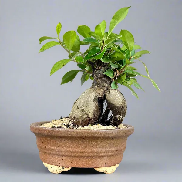 Green_Paradise_Ficus_Ginseng_Tree_With_Ceramic_Planter_Code_021_Default_Title