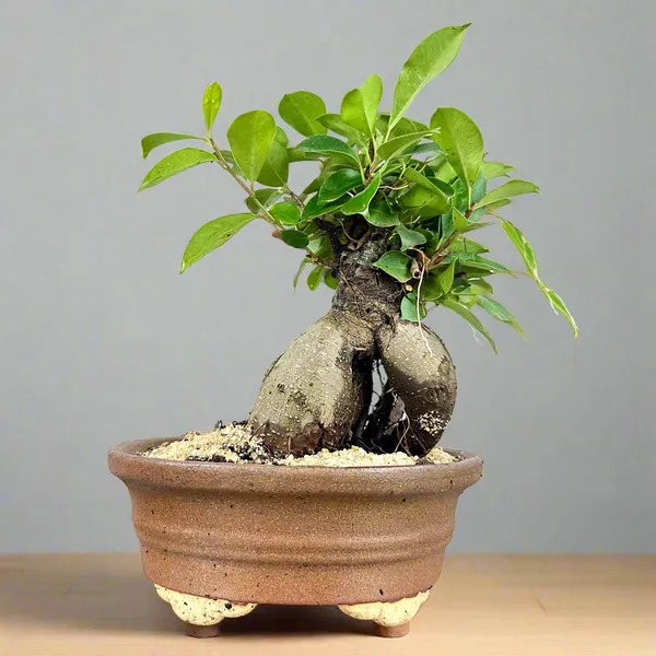 Green_Paradise_Ficus_Ginseng_Tree_With_Ceramic_Planter_Code_021_Default_Title