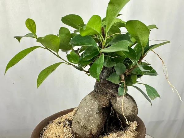 Green_Paradise_Ficus_Ginseng_Tree_With_Ceramic_Planter_Code_021_Default_Title