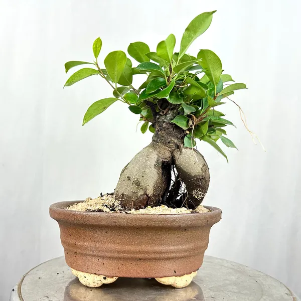 Green_Paradise_Ficus_Ginseng_Tree_With_Ceramic_Planter_Code_021_Default_Title