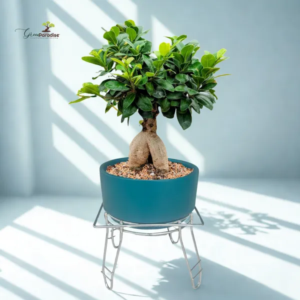 Green_Paradise_Premium_Bonsai_Clay_Pot_With_Stainless_Steel_Metal_Stand_Planter_For_Healthy_Bonsai_Growth_Default_Title