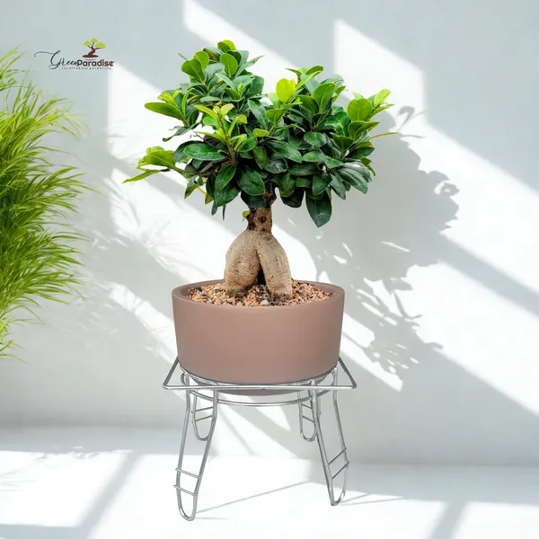 Green_Paradise_Premium_Bonsai_Clay_Pot_With_Stainless_Steel_Metal_Stand_Planter_For_Healthy_Bonsai_Growth_Default_Title