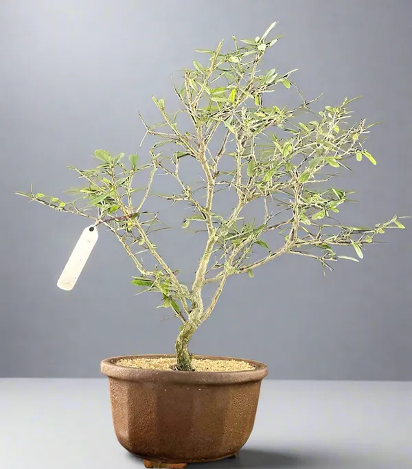 Blue_Braya_Desmodium_Bonsai_Tree_Default_Title