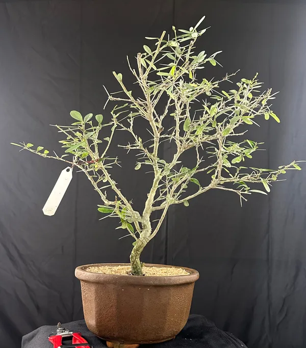 Blue_Braya_Desmodium_Bonsai_Tree_Default_Title
