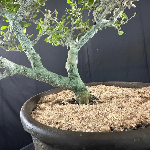 Carmona_Tree_7_Years_Old_Mature_Bonsai_Tree_Default_Title