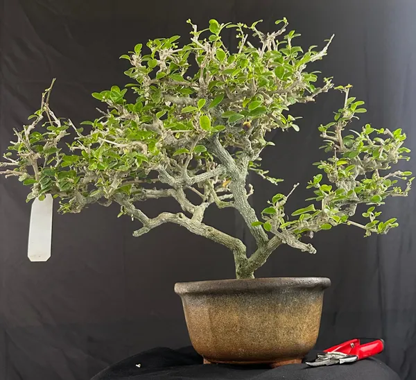 Carmona_Tree_7_Years_Old_Mature_Bonsai_Tree_Default_Title
