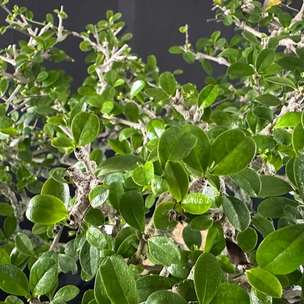 Carmona_Tree_7_Years_Old_Mature_Bonsai_Tree_Default_Title