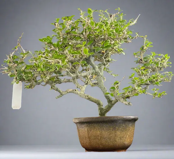 Carmona_Tree_7_Years_Old_Mature_Bonsai_Tree_Default_Title