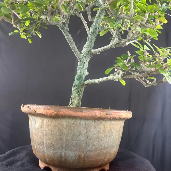 Green_Paradise_Carmona_Bonsai_Tree_Code_0144_Default_Title