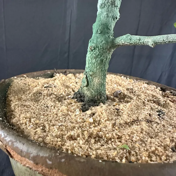 Green_Paradise_Carmona_Bonsai_Tree_Code_0144_Default_Title