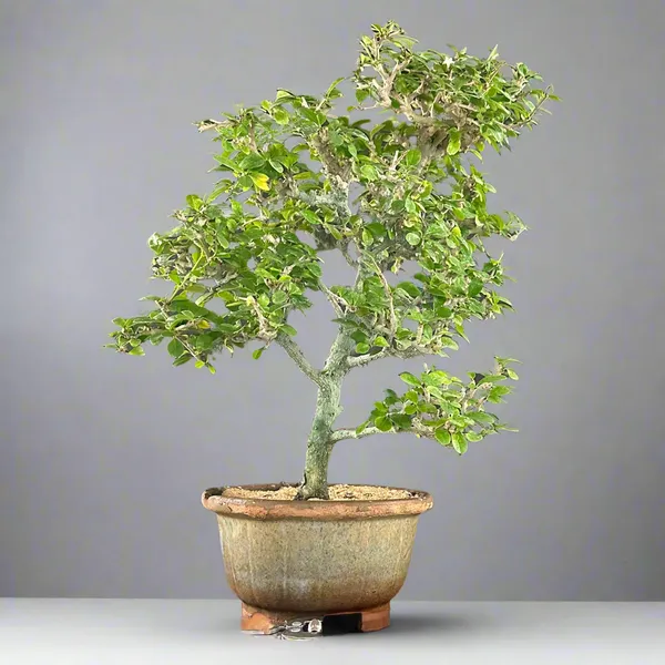Green_Paradise_Carmona_Bonsai_Tree_Code_0144_Default_Title