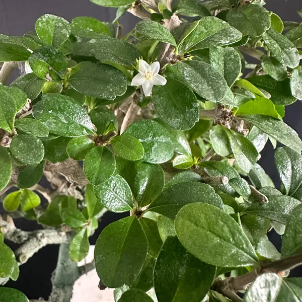 Green_Paradise_Carmona_Bonsai_Tree_Code_0144_Default_Title