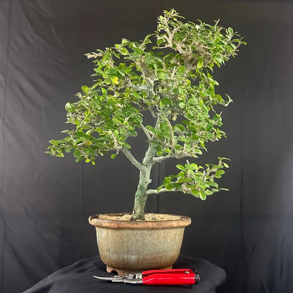 Green_Paradise_Carmona_Bonsai_Tree_Code_0144_Default_Title