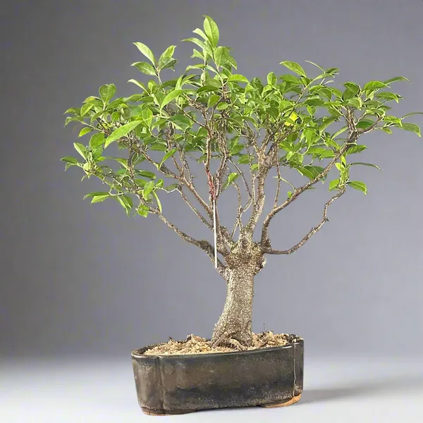 Ficus_Tigerbark_Ficus_Microcarpa_Bonsai_Tree_Default_Title