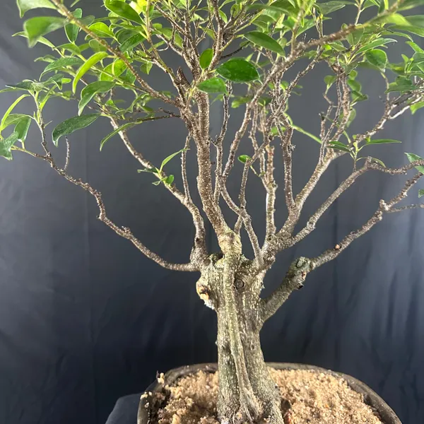 Ficus_Tigerbark_Ficus_Microcarpa_Bonsai_Tree_Default_Title