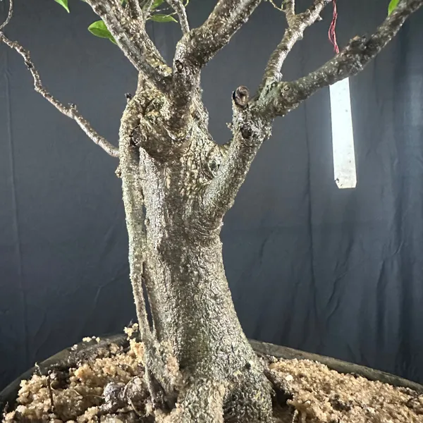 Ficus_Tigerbark_Ficus_Microcarpa_Bonsai_Tree_Default_Title